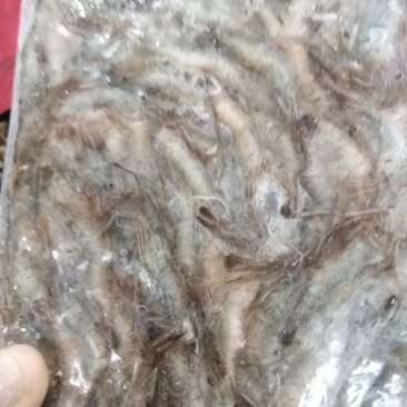青虾3一5公分
