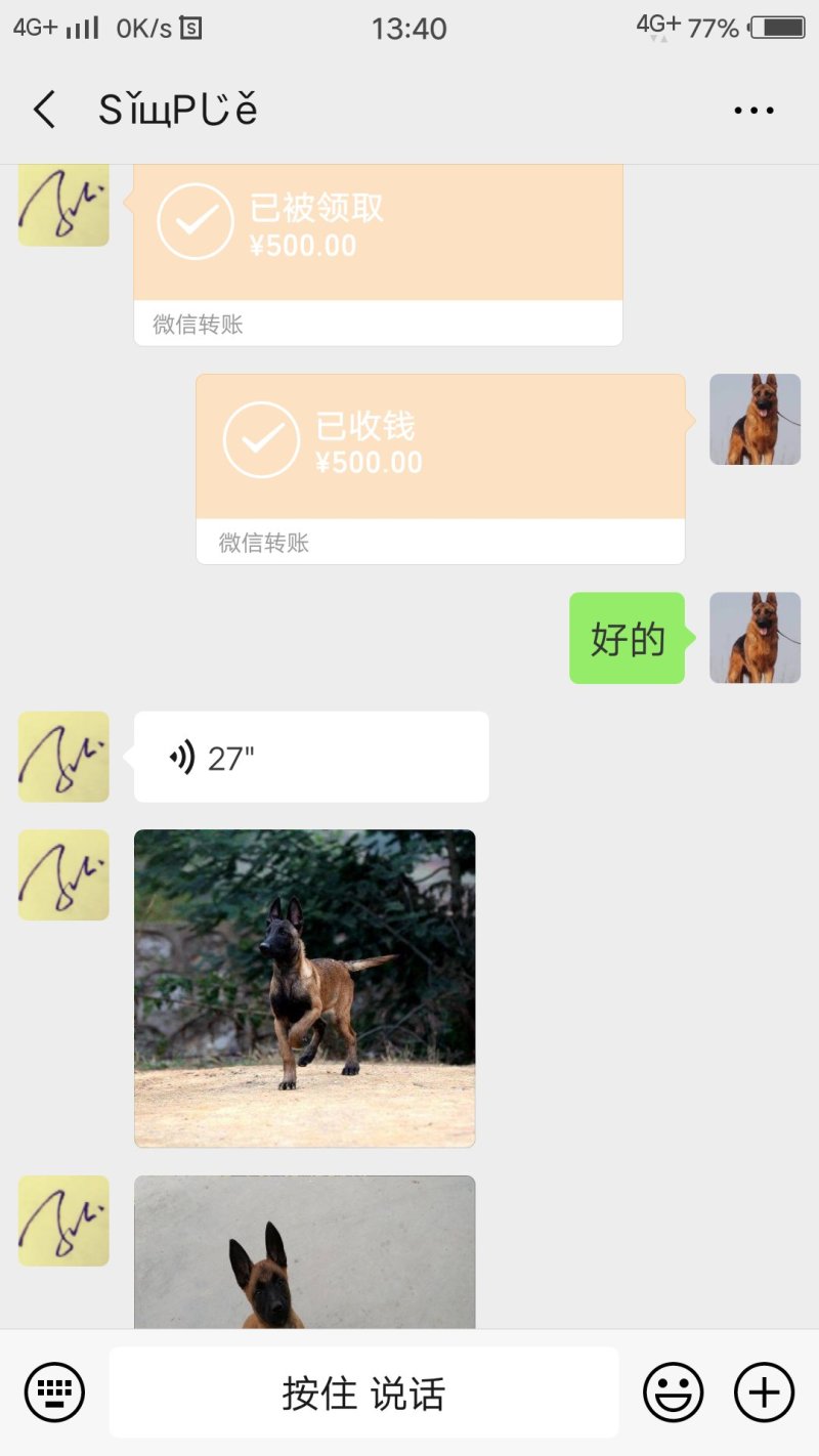 深圳朋友订购马犬一只