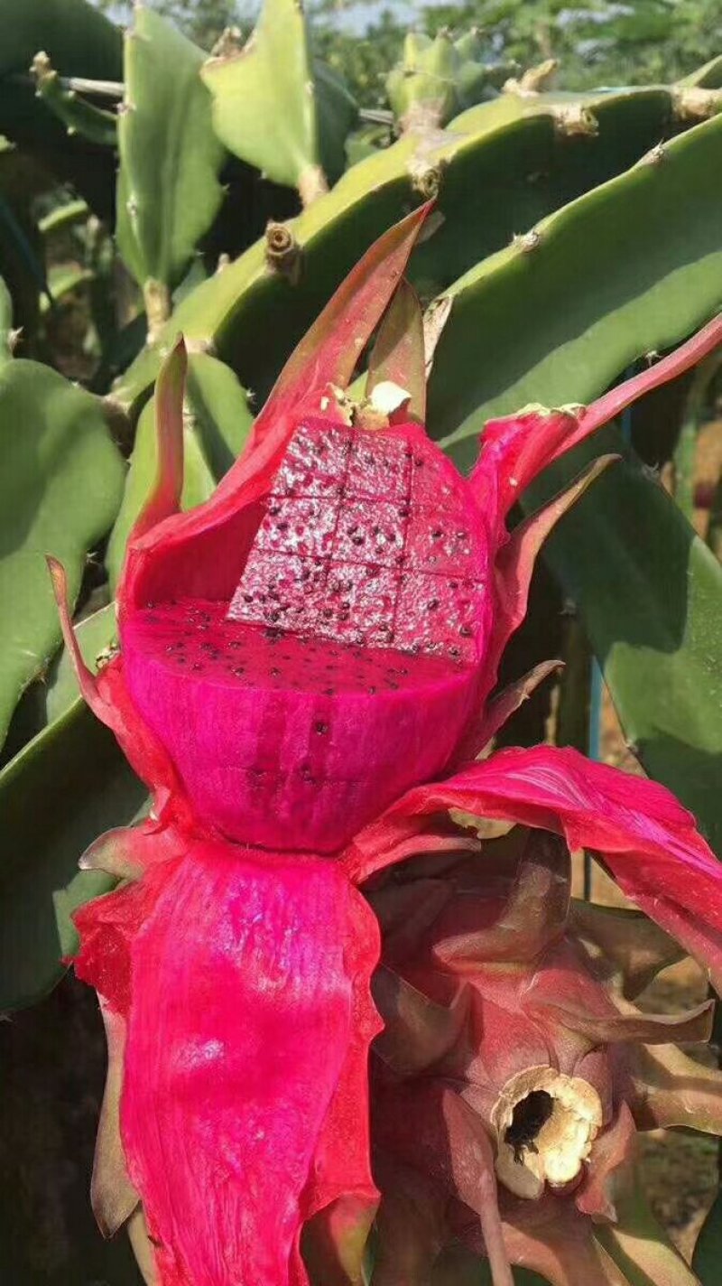 越南红心火龙果一件代发