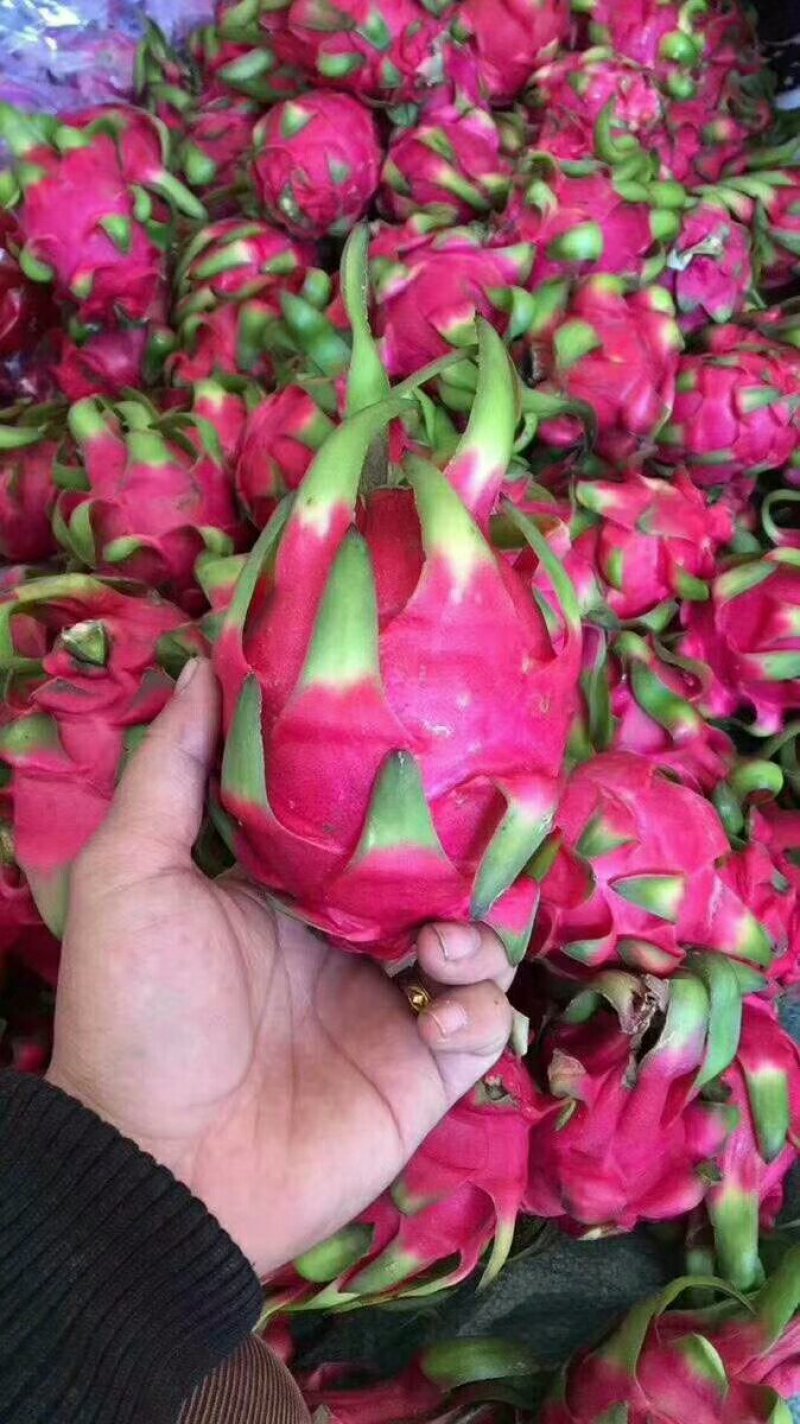 越南红心火龙果一件代发