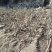 映山红绿化工程桩国旗红下山桩批发