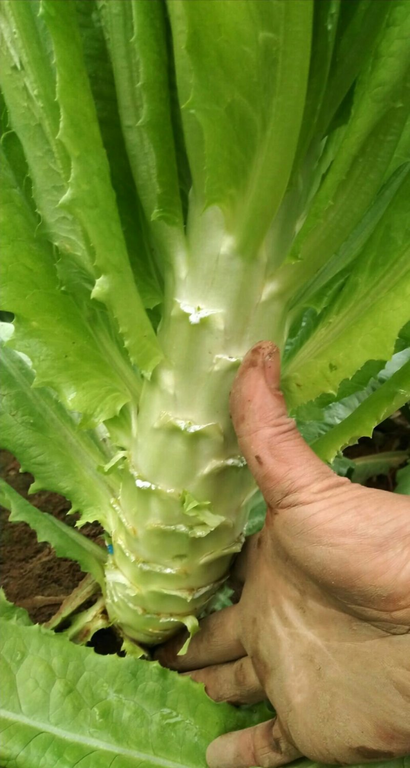 三青莴笋