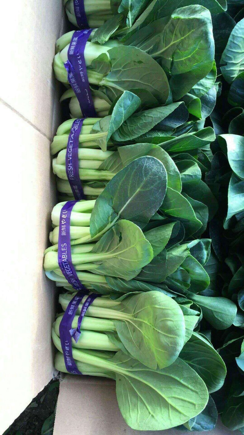 蔬菜