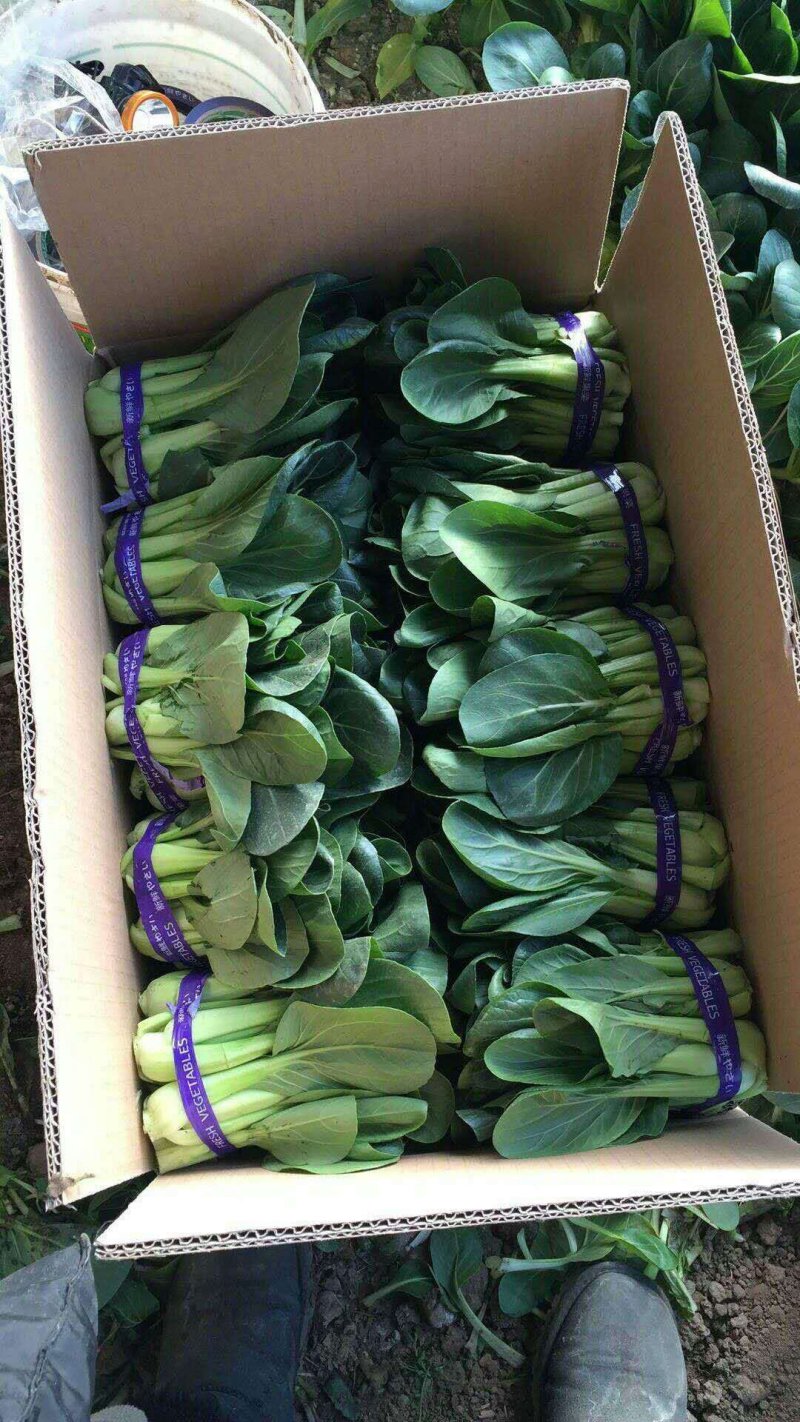 蔬菜
