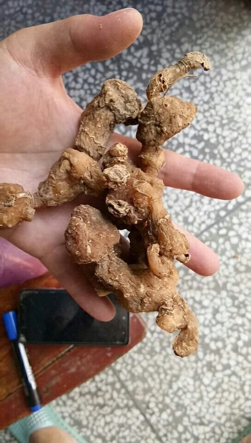 野生黄精干个子，产地大别山