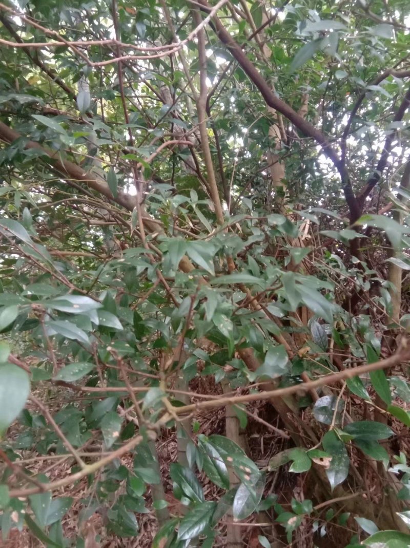 绿化苗木