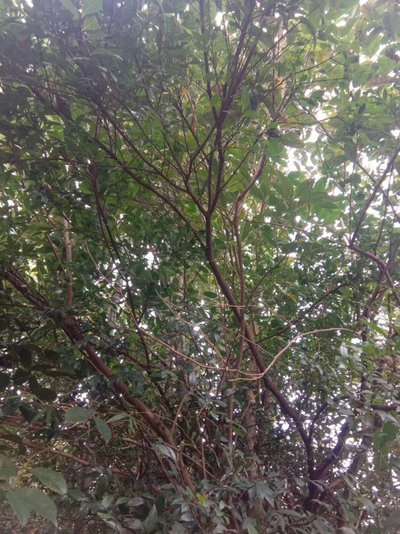 绿化苗木