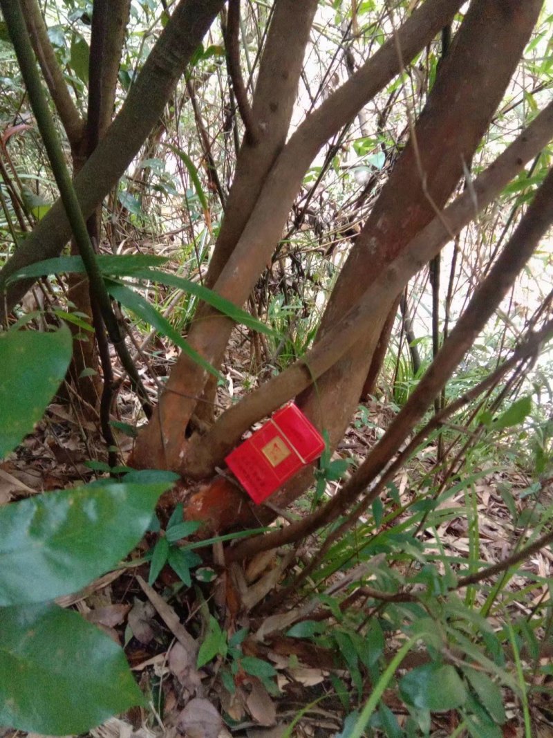 绿化苗木