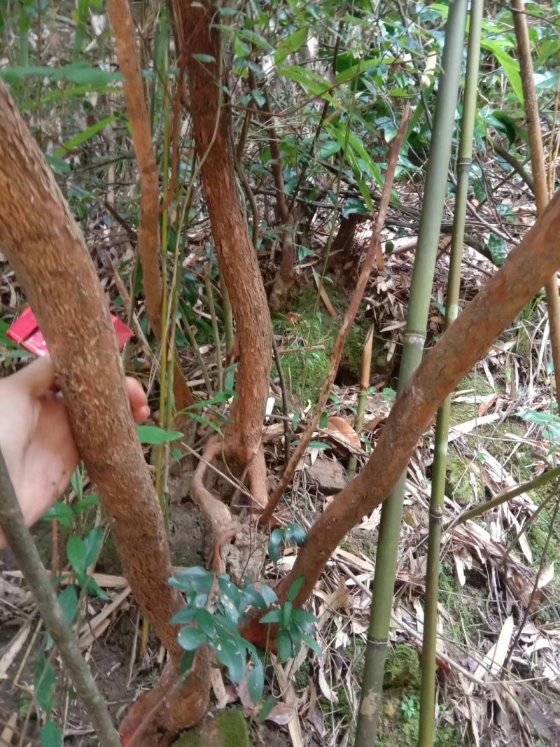 绿化苗木