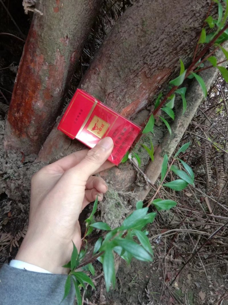 绿化苗木