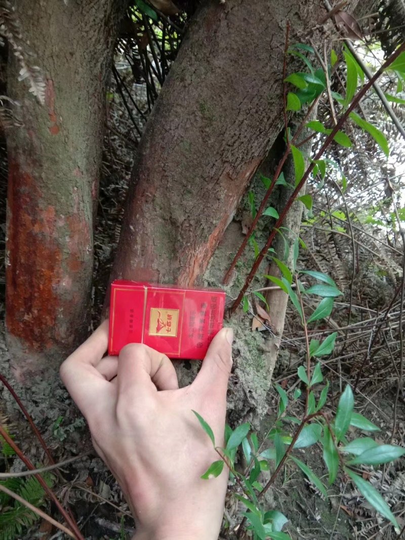 绿化苗木