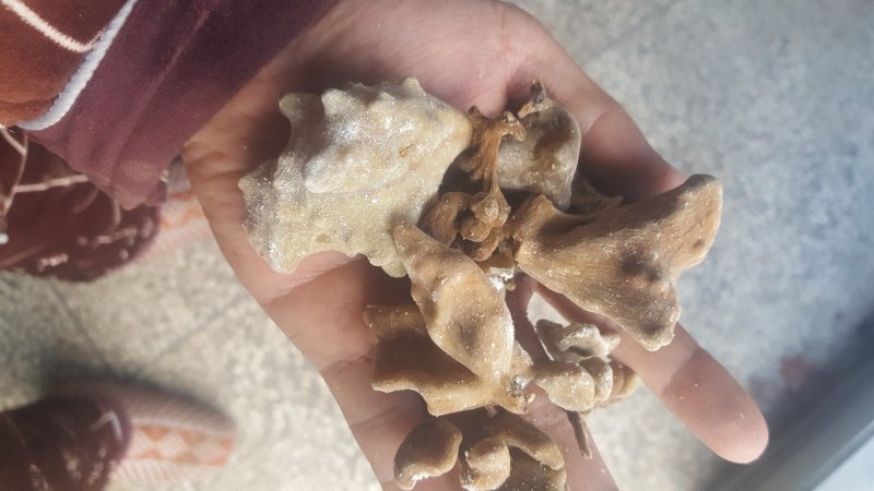 大别山野生五倍子，自产自销，野生货数量有限。