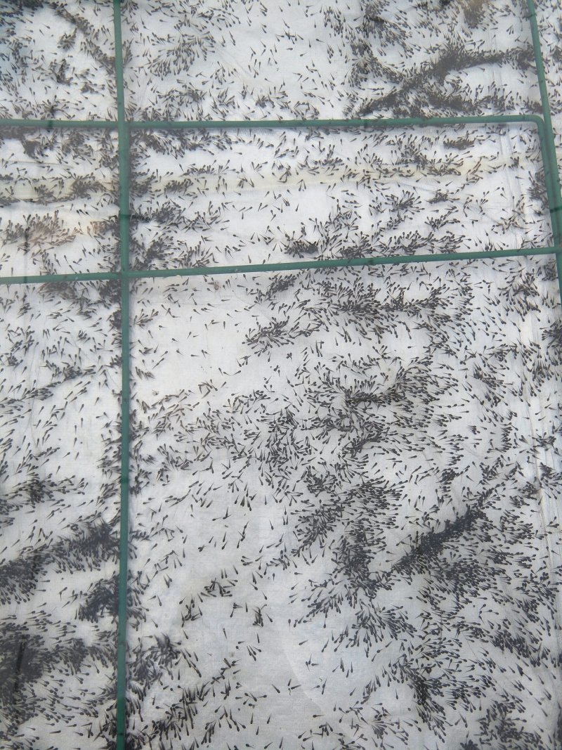 牛蛙蝌蚪苗大中小圆头苗