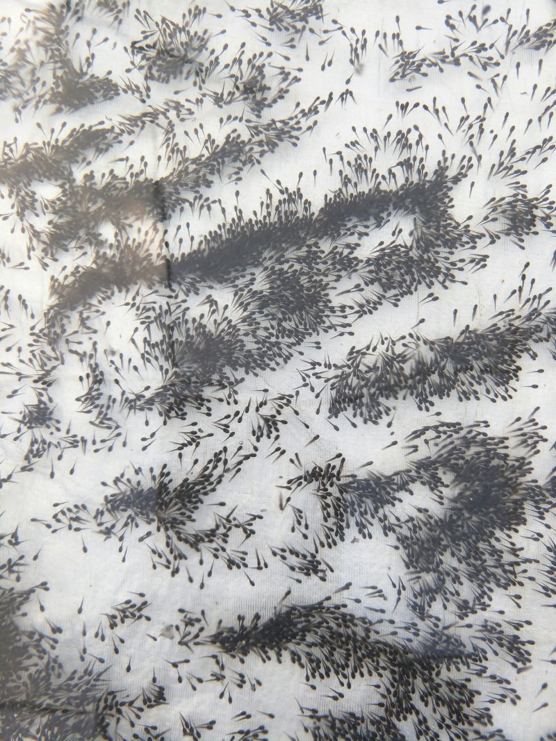 牛蛙蝌蚪苗大中小圆头苗