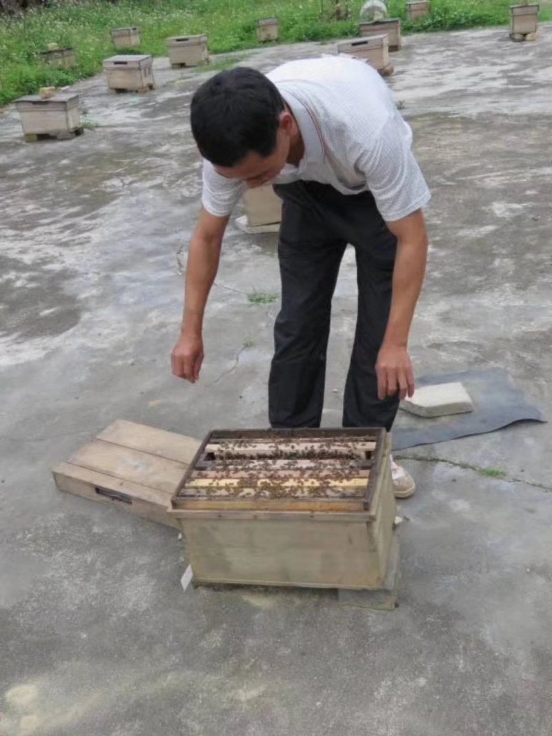 蜂蜜农家自养蜂蜜正品