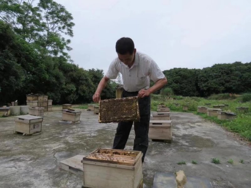 蜂蜜农家自养蜂蜜正品