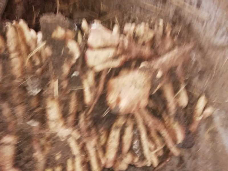 棒药