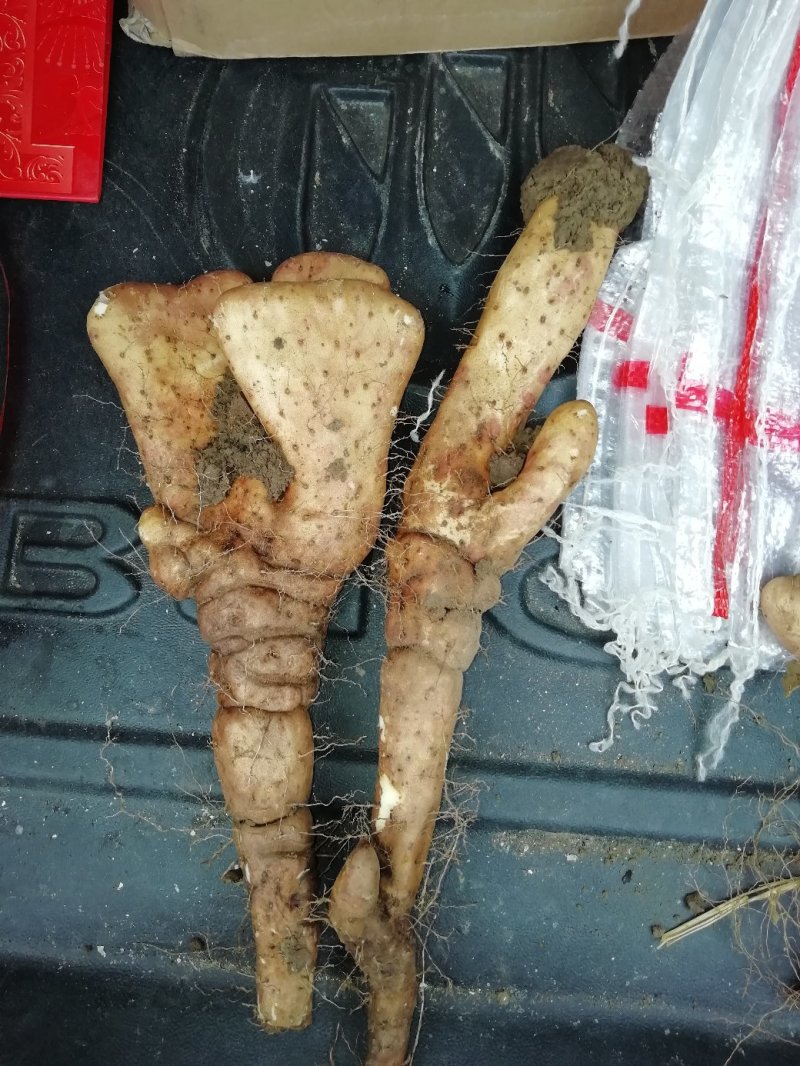 棒药