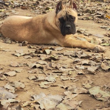 比特犬