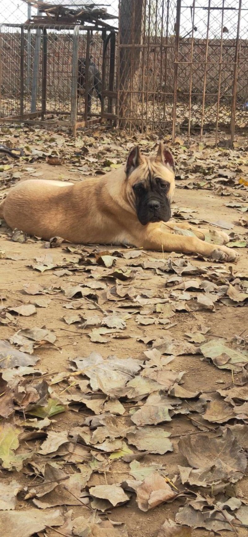 比特犬