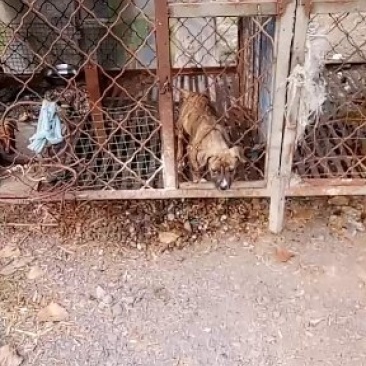比特犬