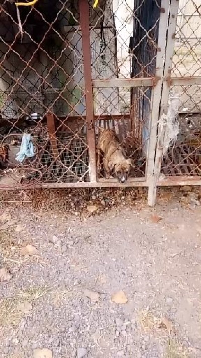 比特犬