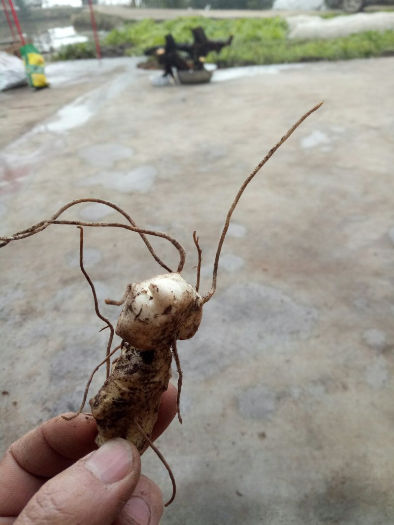 黄精，小块种茎，不包邮，50斤起，贵州野生不倒苗！