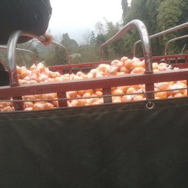 碰柑现以大量上市中表面漂亮欢迎各位老板前来看货
