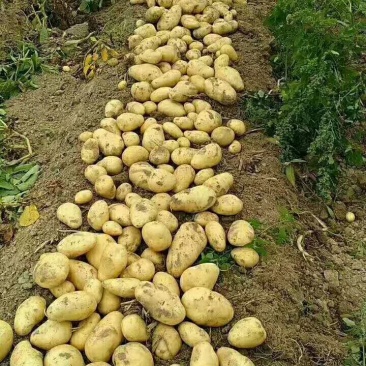 土豆荷兰十五土豆3两以上精品,货鲜走货快,快来下单哦