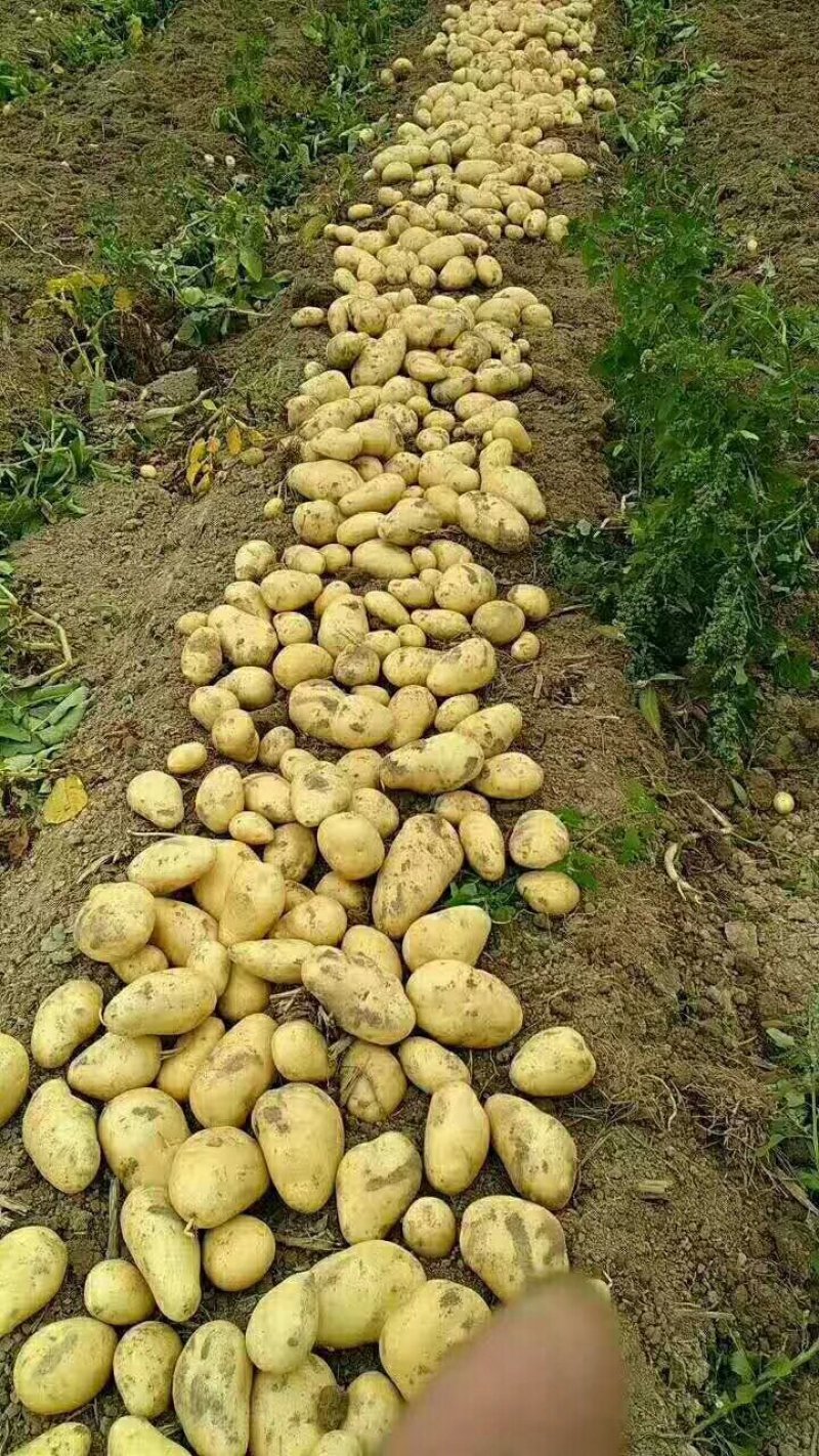 土豆荷兰十五土豆3两以上精品，货鲜走货快，快来下单哦