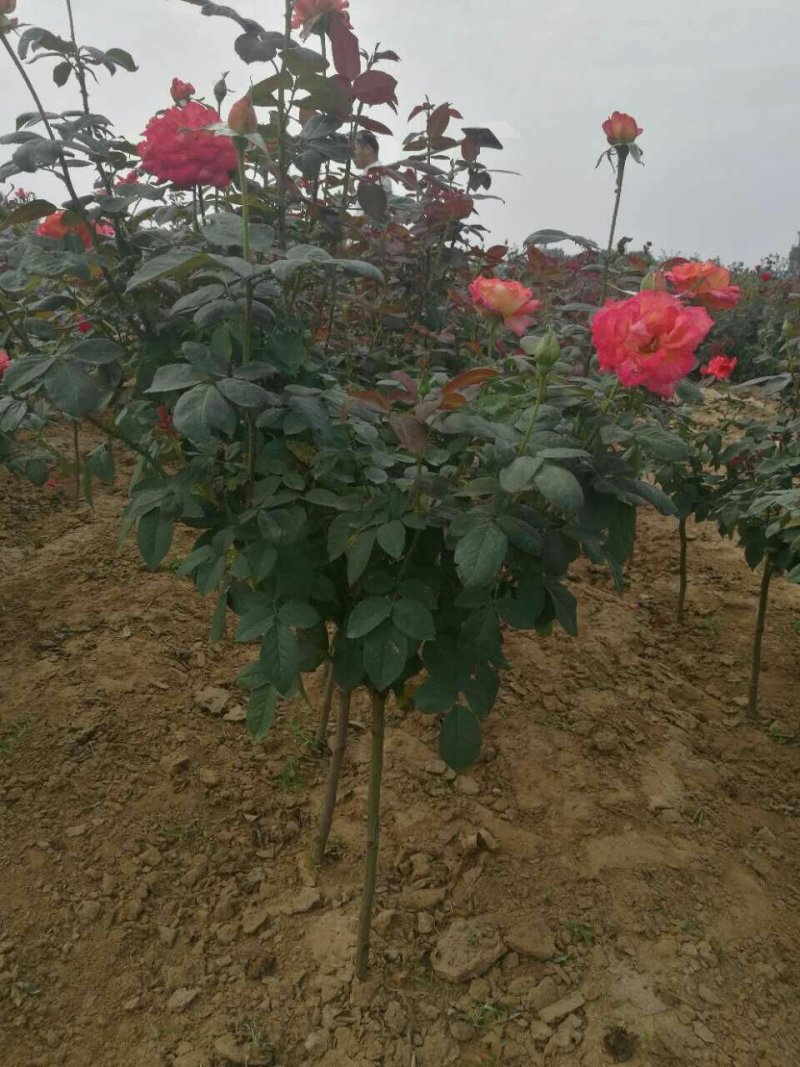 蔷薇杆