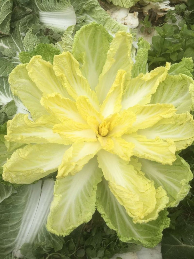 精品黄心白菜，诚信第一！品质保证