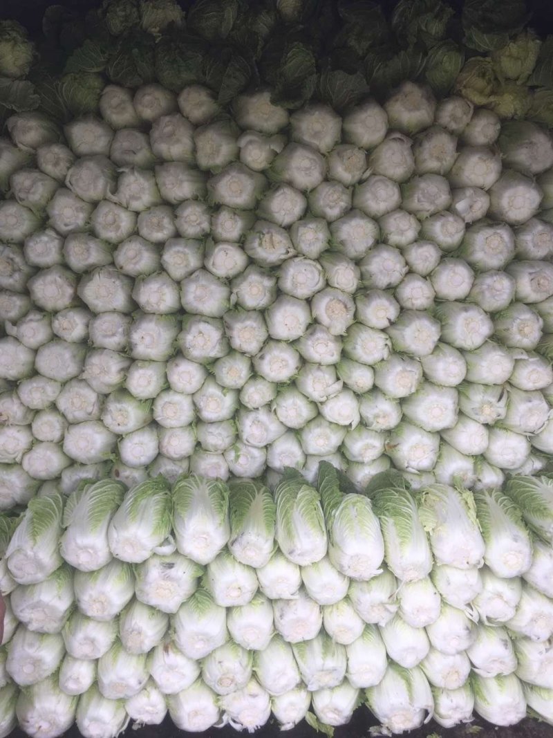 精品黄心白菜，诚信第一！品质保证