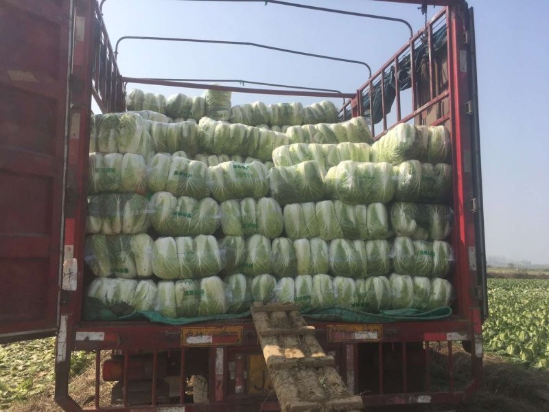 精品黄心白菜，诚信第一！品质保证