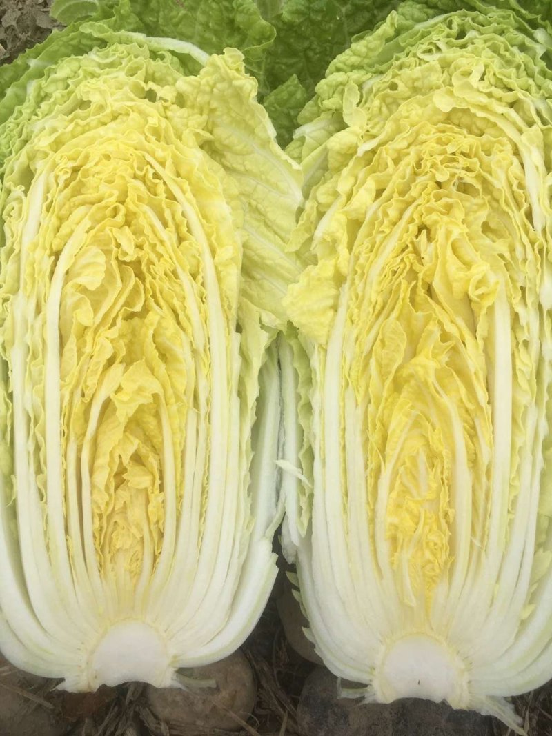 精品黄心白菜，诚信第一！品质保证