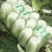 精品黄心白菜，诚信第一！品质保证