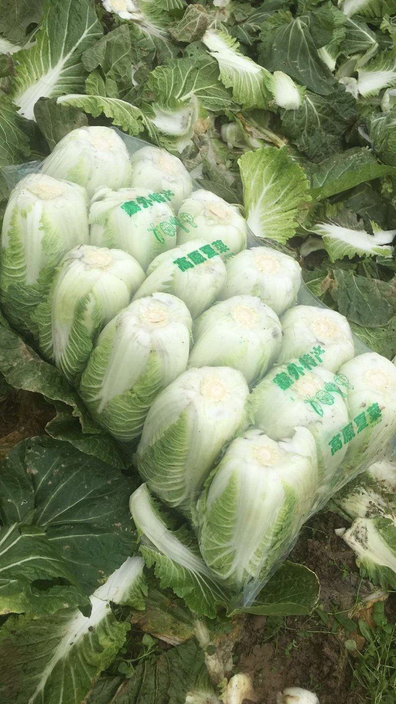 精品黄心白菜，诚信第一！品质保证