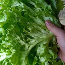 基地直销精品生菜需要的联系我