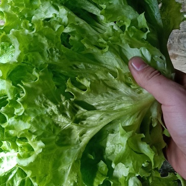 基地直销精品生菜需要的联系我