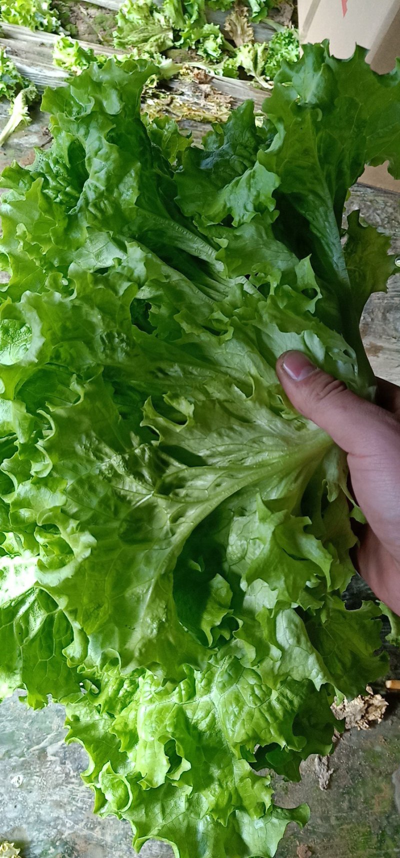 基地直销精品生菜需要的联系我