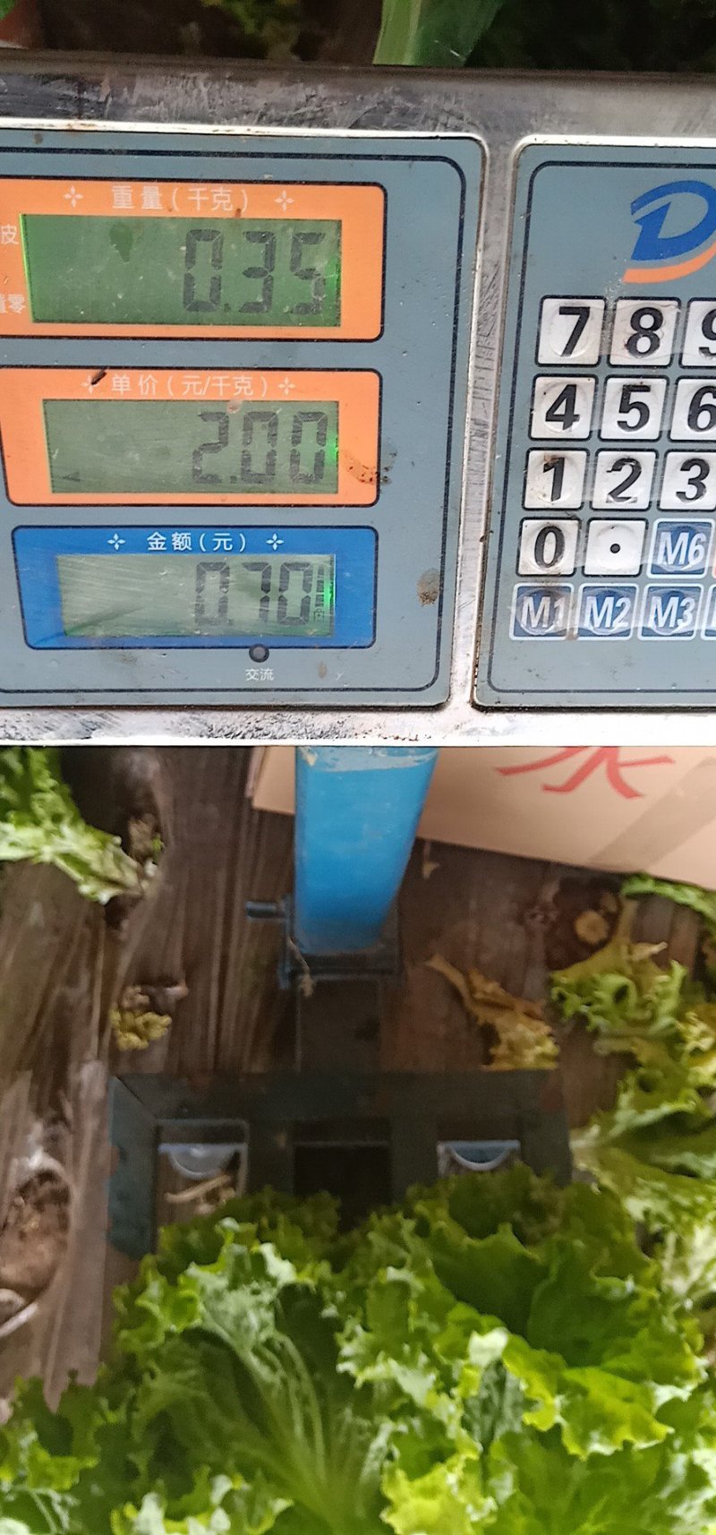 基地直销精品生菜需要的联系我