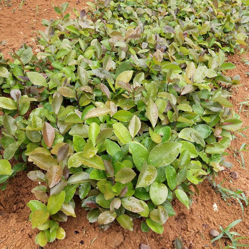 广西油茶苗大量油茶芽苗上市现货供应500万株可以对公