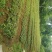 广西油茶苗大量油茶芽苗上市现货供应500万株可以对公