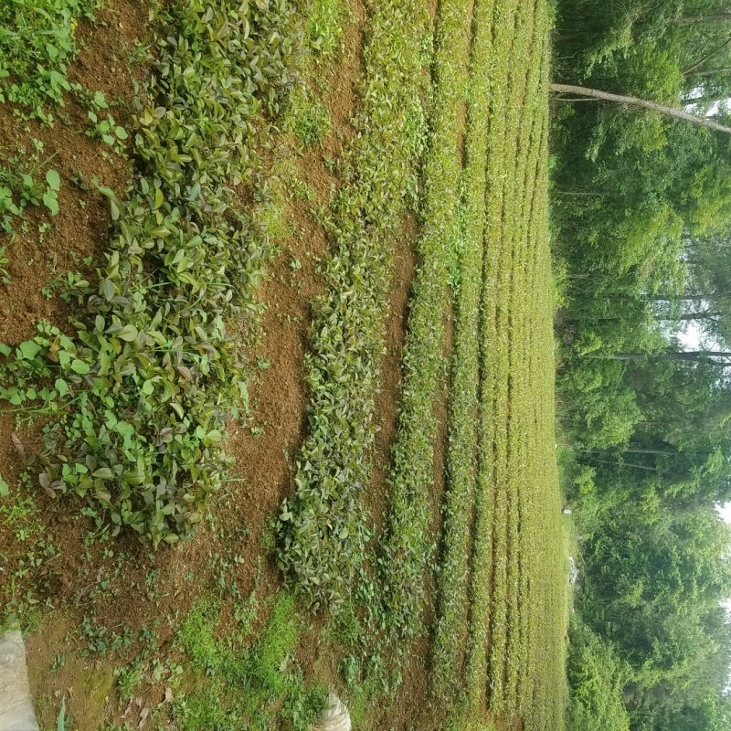 广西油茶苗大量油茶芽苗上市现货供应500万株可以对公