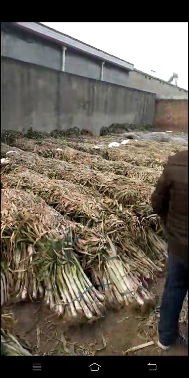高洁白大葱
