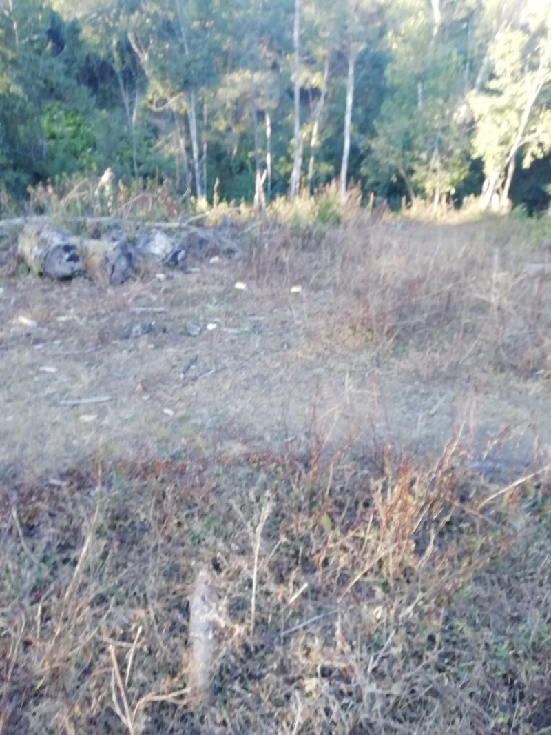 山地，50亩出租，或找合作伙伴，