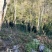 山地，50亩出租，或找合作伙伴，