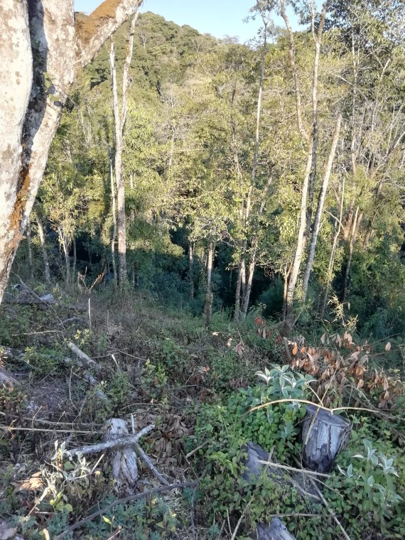 山地，50亩出租，或找合作伙伴，