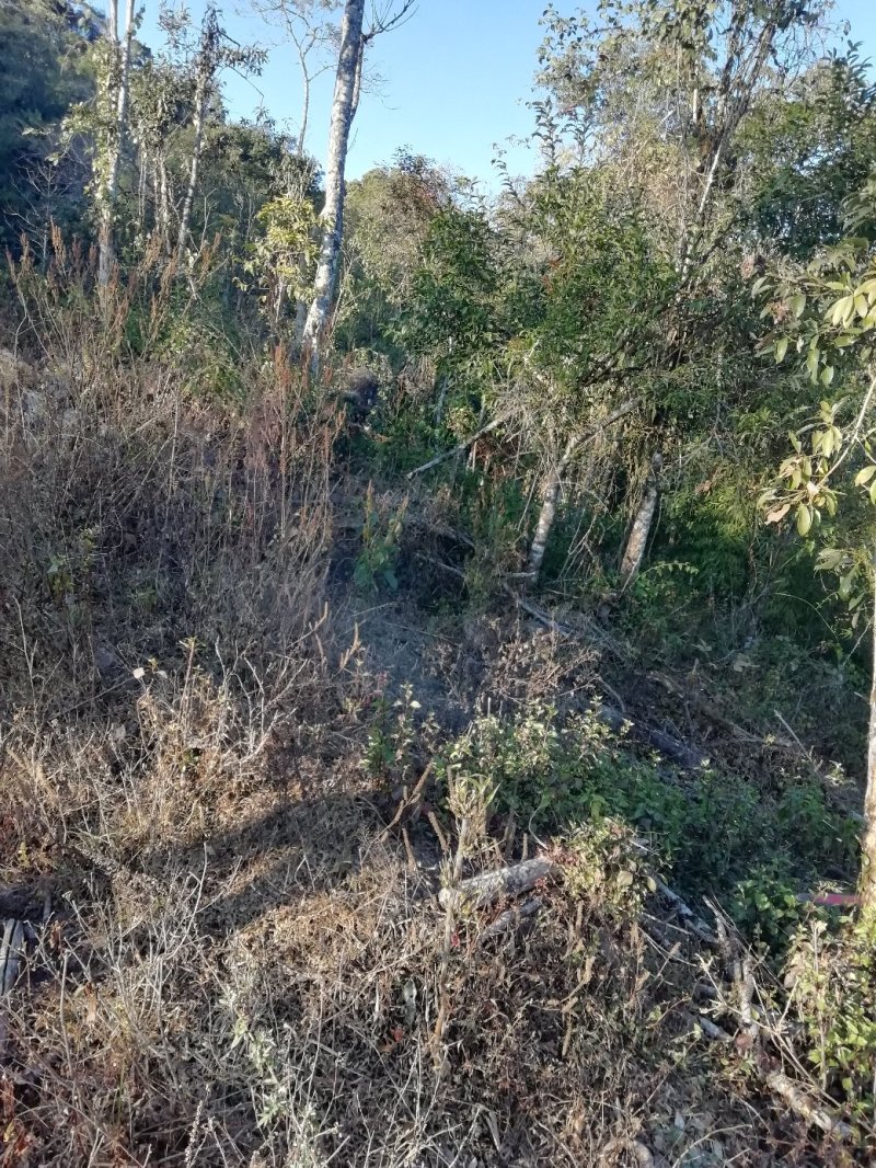 山地，50亩出租，或找合作伙伴，