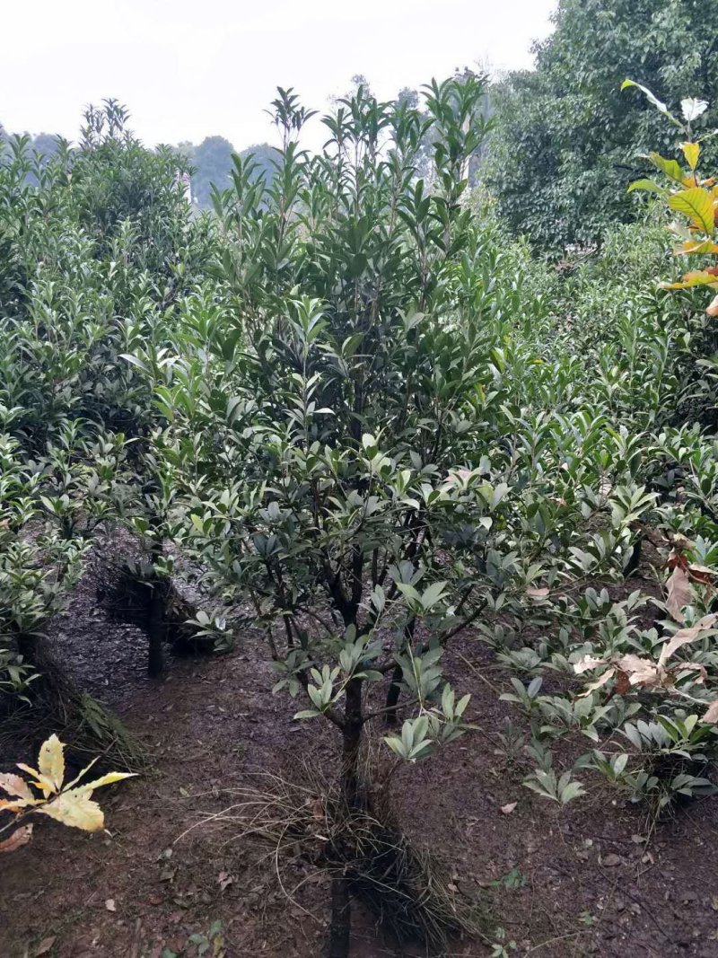 桂花树，八月金桂，花期长，香味浓。